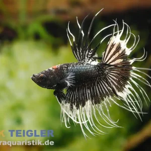 Günstig Crown Tail Kampffisch Black&White, Männchen, Betta splendens